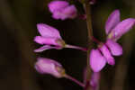 Scalloped milkwort